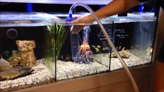 How to use a gravel vac to vacuum your aquarium [upl. by Eetsirk]