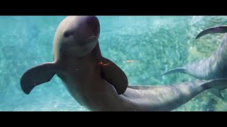 River Story  Guardians of Yangtze finless porpoises [upl. by Airamahs]