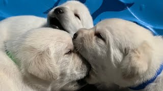 LIVE PUPPY CAM Lab puppies at play [upl. by Luapnhoj]