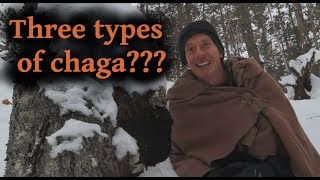 3 Types of Chaga Mushroom 3 Different Uses [upl. by Allanson]