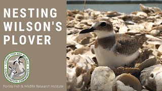 Nesting Wilsons Plover [upl. by Ahsimin297]