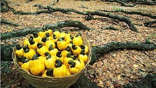 How Cashew Nut Farming and Processing  Cashew Cultivation Asian Technology [upl. by Alyson632]