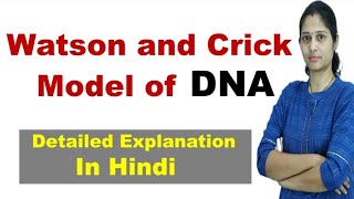 Watson and Crick Model of DNA  Structure Of DNA  In Hindi [upl. by Hras]