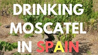 Drinking Moscatel in Spain  Sweet Wine review and tasting [upl. by Ellienad522]