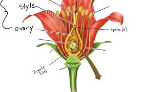 Angiosperm Life Cycle [upl. by Salvucci]