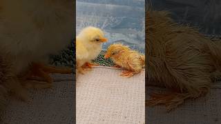 What happens to a Baby Chick in 24 hours after the Hatch [upl. by Swerdna]