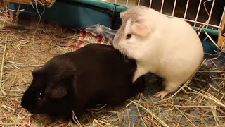 Guinea pigs humping spree continues [upl. by Tumer]