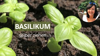 Basilikum selber ziehen  Basilikum im Topf pflanzen  Basilikum aussäen pflanzen und pflegen [upl. by Aisauqal]