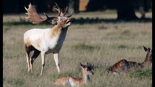 Fallow Deer Rut 2019 [upl. by Martie]