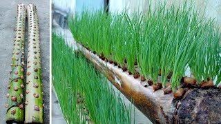 The most effective and easy ideas for growing onions and vegetables at home for you [upl. by Helse430]