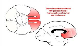 The Neurobiology of Prefrontal Cortex and its Role in Mental Disorders [upl. by Mercedes]