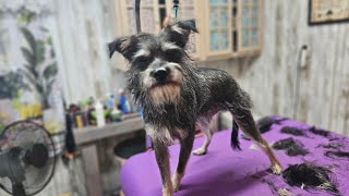 Puppies first haircut Schnauzer mix dog grooming [upl. by Hamer666]