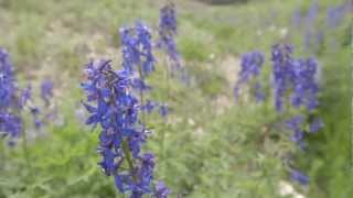 Wildflower Guide Beautiful Native Plants on Utahs Wasatch Plateau [upl. by Dranyer]