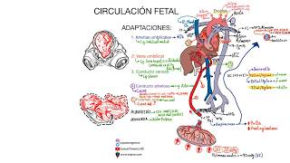 Circulación fetal ACTUALIZACIÓN 2024 [upl. by Thier622]