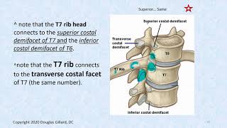 Thoracic Spine Anatomy Part 2 [upl. by Andri]