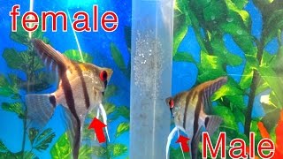 HOW TO TELL THE DIFFERENCE BETWEEN MALE AND FEMALE ANGELFISH updated [upl. by Hugo]