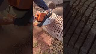 STIHL 039AV CUTTING BLOODWOOD stihl husqvarna lawncare shorts youtubeshorts honda firewood [upl. by Asiluy63]