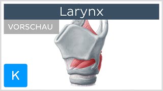 Larynx  Aufbau und Funktion Vorschau  Kenhub [upl. by Mendelsohn465]