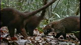 National Geographic Panama Wild Rain Forest of Life 1997 VHS [upl. by Rodolfo]