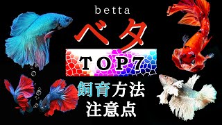 人気のベタTOP7！飼育方法と注意点をプロが解説！ [upl. by Lesya]