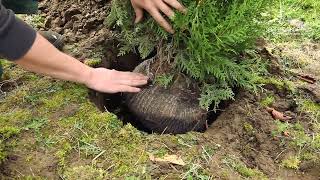 Lebensbaum Thuja  Einpflanzen im Garten [upl. by Aisirtap]