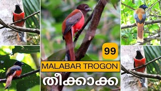 Malabar Trogon Harpactes fasciatus തീക്കാക്ക Birds of Kerala’s Western Ghats [upl. by Azpurua309]