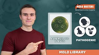 🦠 Aspergillus flavus  📚Mold Library  Mold Busters [upl. by Hospers]