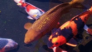 Zen Garden  Koi Pond Relaxation Meditation Mindfulness Stress Reduction Full Length [upl. by Aidin]