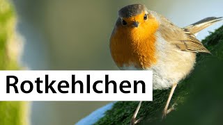 Das Rotkehlchen  Vogel des Jahres 2021  Wildvogelverzeichnis  Vogelsteckbrief  dobar wildlife [upl. by Ilocin704]