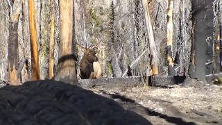 Great video of archery hunter shooting his bull elk at 30 yards [upl. by Manella215]