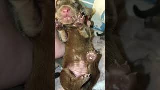 1 day old puppy dachshund dog puppies [upl. by Anaud782]