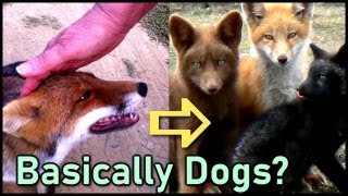 Wild Red Foxes are SelfDomesticating Like Dogs [upl. by Jack]