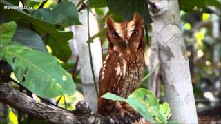 Aves do Brasil Corujinhadomato  Tropical ScreechOwl  Megascops choliba  Vídeo 2 [upl. by Domella]