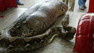 Missing Woman Found INSIDE Python [upl. by Adnovaj281]