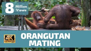 Orangutan Mating No Rules  Rare Footage [upl. by Yuri]