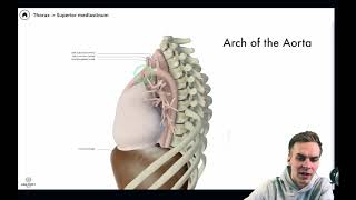 Anatomy of mediastinum part 2 contents of superior mediastinum [upl. by Gerfen439]