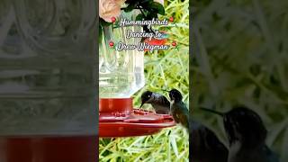 Dance of Hummingbirds⚘️ drewwiegman birds nature birdslover [upl. by Kerat]