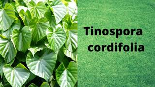 Tinospora cordifolia [upl. by Annabal]