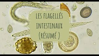 LA PARASITOLOGIE 🦐 EN RÉSUMÉ 3 flagellés intestinaux [upl. by Le198]