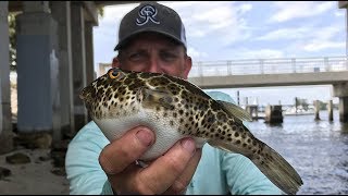 Toadie Tempura Catch Clean Cook Checkered Puffer Tasty Tuesday [upl. by Aernda503]