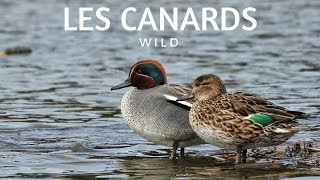 RECONNAÎTRE LES CANARDS SAUVAGES [upl. by Mall]