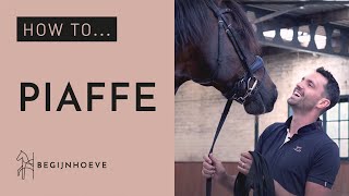 How to train Piaffe  Begijnhoeve  How to 1 [upl. by Mano]