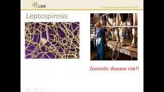 Diseases Leptospirosis [upl. by Colfin]