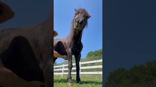 Neglected horse is rescued from living in the woods alone [upl. by Itirp462]