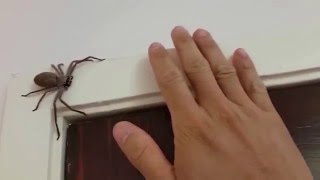 Australian Huntsman Spider Catch and Release [upl. by Jeffy502]