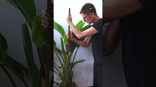 5 Tips to Grow a Massive Bird of Paradise [upl. by Aleet]