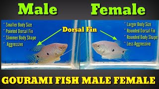 How To Identify Male And Female Gourami Fish [upl. by Lak]