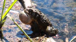 Toad Croaking [upl. by Eivod350]