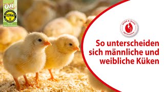 Geschlechtsbestimmung bei Küken  wir ziehen die männlichen Küken auf [upl. by Lenes658]