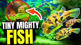 The 10 BEST Pea Puffer Tank Mates [upl. by Netaf]